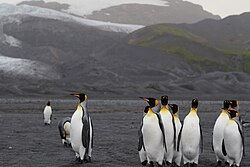 Group of king penguins with mountains and glacier in the background