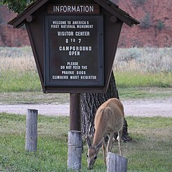Deer grazing at the national monument entrance