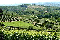 Vineyards in Langhe and Montferrat, Piedmont. Italy is the world's largest wine producer (22% of the global market), as well as the country with the widest variety of indigenous grapevine in the world.[66][67][68]