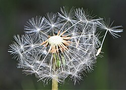 Taraxacum officinale capitulum and achene [seed-beak-apical plate-pappus
