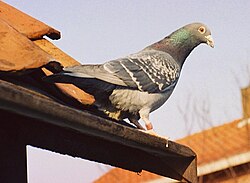 A messenger pigeon on a house roof