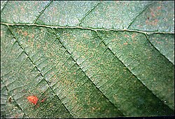 Red Alder leaf, showing discolouration caused by ozone pollution[107]