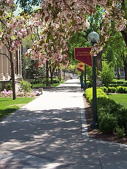 The eastern edge of the Northrop Mall, Spring 2008