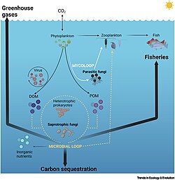 The central role played by pelagic fungi, both parasitic and saprotrophic in the mycoloop, and saprotrophic fungi as active contributors to the microbial loop. The activity of heterotrophic microbes, including pelagic fungi, has far-reaching global implications for fisheries (i.e., the amount of carbon that will ultimately flow to higher trophic levels) and climate change (i.e., the amount of carbon that will be sequestered in the ocean or respired back to CO2 and the release of other greenhouse gases; e.g., N2O.[99]