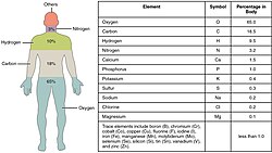 Element percentages in the human body.