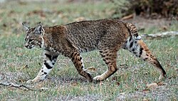 A bobcat on the Calero Creek Trail near San Jose, California.