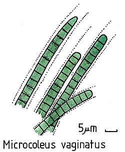 Diagnostic Drawing: Cyanobacteria associated with tufa: Microcoleus vaginatus