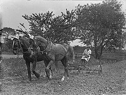 Working on a potato crop during the First World War