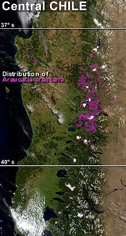 Distribution map of A. araucana in central Chile