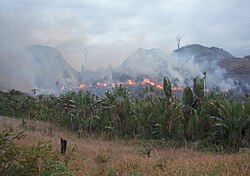 Illegal "slash-and-burn" practice in Madagascar, 2010