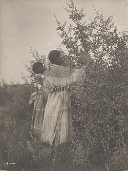 Mandan girls gathering berries, photo by Edward Curtis, c. 1908
