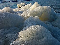 Sea foam on the shore
