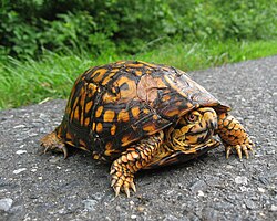 Eastern box turtles are frequently spotted along the towpath of the C&O Canal.