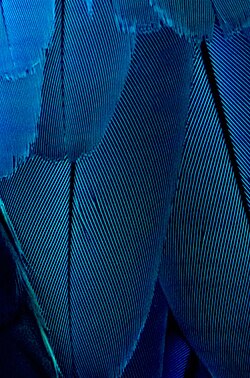 Feather structure of a blue-and-yellow macaw