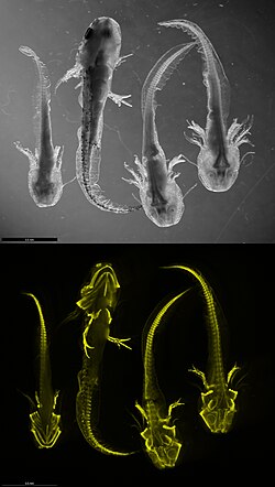 Gene expression of collagen in Iberian ribbed newt, via Hybridization Chain Reaction RNA Fluorescence In Situ Hybridization