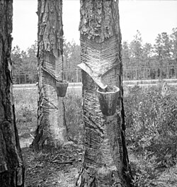 Herty system in use on turpentine trees in the northern Florida naval stores industry, circa 1936