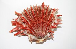 Pacific thorny oyster, S. crassisquama Lamarck, 1819, from the Gulf of California, Mexico