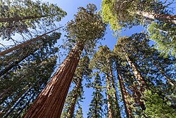 Mariposa Grove of Giant Sequoias, Yosemite National Park