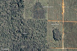 A satellite image showing deforestation for a palm oil plantation in Malaysia