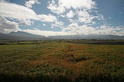 Sugar cane on Réunion island