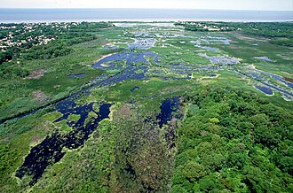 The wetlands of Cape May, New Jersey, in the United States comprise an extensive hydrological network that makes them an ornithologically important location to study the many birds which use the preserve as a place to nest.