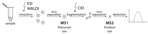 Tandem mass spectrometry for biological molecules using ESI or MALDI