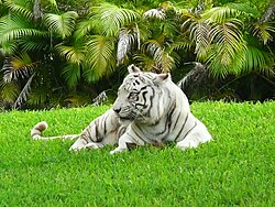 Carlita, a white tiger, was an icon of the zoo for nearly two decades.