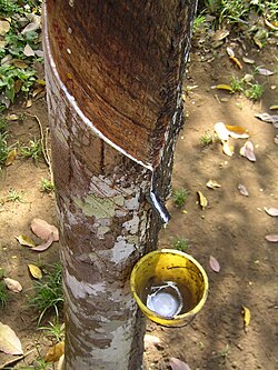 Extraction of latex from a rubber tree