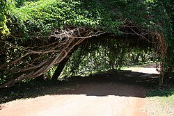 A monkey-ladder vine canopy over a road