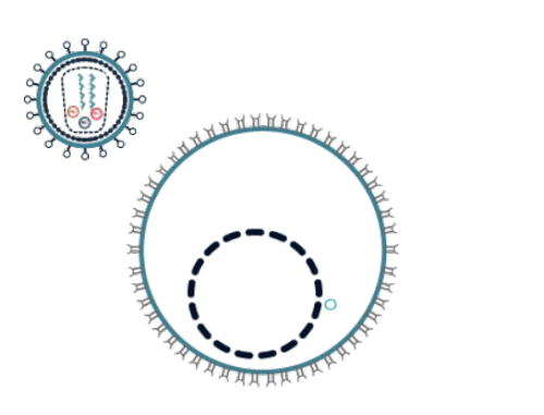 HIV replication cycle