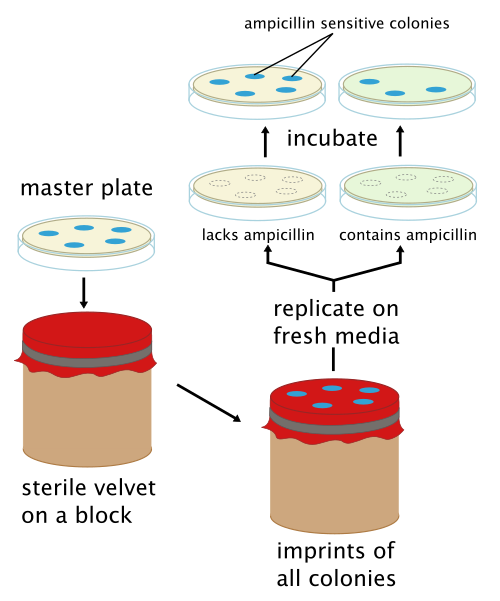 Negative selection through replica plating to screen for ampicillin sensitive colonies