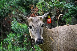 Endangered huemul deer, collared as part of recovery program