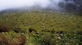 The patterned ground below Mugi Hill on Mount Kenya lies in an area of seasonal frost.[1]
