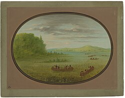 George Catlin, Gathering Wild Rice - Winnebago, 1861-1869