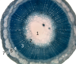 Cross-section of a flax plant stem with several layers of different tissue types: PithProtoxylemXylemPhloemSclerenchyma (bast fiber)CortexEpidermis