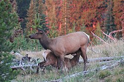 Elk mother nursing her calf