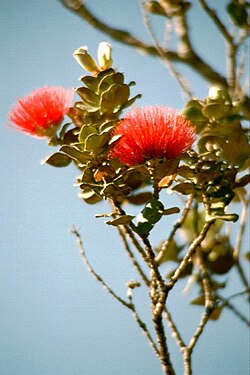 ʻŌhiʻa Lehua blossoms, Hawaiʻi
