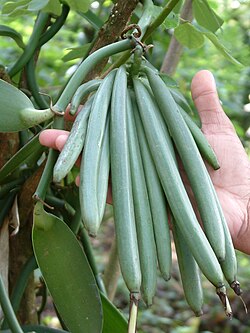 Vanilla beans, one of Veracruz's main crops