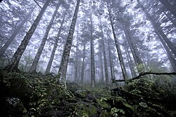 Transferring land rights to indigenous inhabitants is argued to efficiently conserve forests.