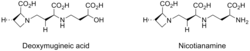 Deoxymugineic acid, a phytosiderophore.