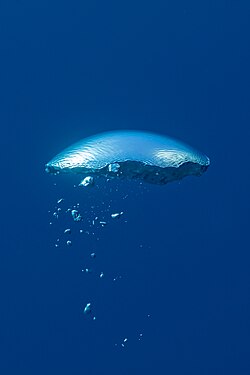Air bubble with ripples, rising in water