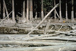 Mudline left behind on trees on the banks of the Muddy River after the 1980 eruption of Mount St. Helens showing the height of the lahar