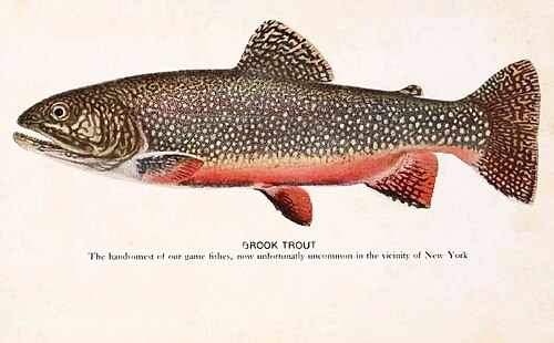 Salvelinus: brook trout, S. fontinalis