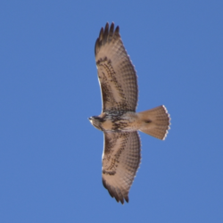 Red-tailed Hawk flying at the south rim of Grand Canyon