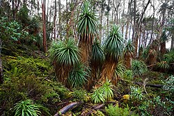Pandani (Richea pandanifolia) near Lake Dobson, Mount Field National Park, Tasmania, Australia