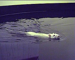 A rat undergoing a Morris water navigation test used in behavioral neuroscience to study the role of the hippocampus in spatial learning and memory