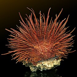 Spondylus visayensis
