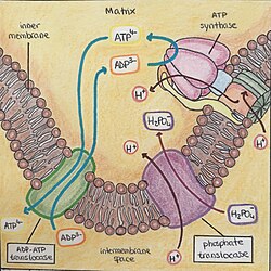 A) ATP-ADP translocase: protein responsible for the 1: 1 exchange of intramitochondrial ATP for ADP produced in the cytoplasm. B) Phosphate translocase: the transport of H2PO4- together with a proton are produced by symport H2PO4-/H+