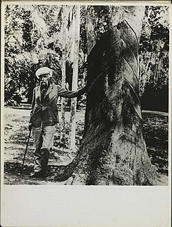 "Henry Wickham, who in 1876 directed an operation smuggling 70,000 rubber tree seeds"