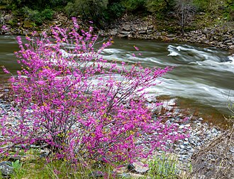 California Redbud- These shrubs are very good at retaining water and do not leave a lot of dead vegetation.[13]
